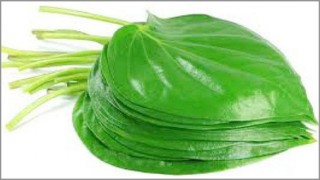 পান পাতার উপকারিতা ও ঔষধি গুনাগুণ!