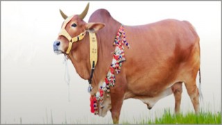 কোরবানি: সুস্থ-তাজা গরু চিনবেন কিভাবে? কোরবানি: সুস্থ-তাজা গরু চিনবেন কিভাবে?