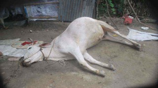 শিবপুরে মেয়াদ উত্তীর্ণ ইনজেকশনে গরুর মৃত্যু