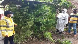 পলাশে বাড়ির আঙ্গিনায় গাঁজার চাষ, ২৫ গাঁজার গাছ উদ্ধার