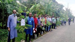 পলাশে যুবলীগের বৃক্ষরোপণ কর্মসূচি পালন