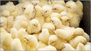 ৩৫ টাকার মুরগির বাচ্চা ১ টাকায়ও নিচ্ছে না কেউ