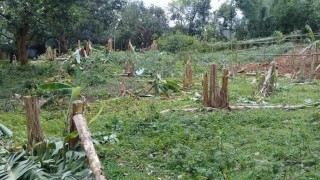 শিবপুরে বিভিন্ন প্রজাতির ফলজ গাছ কর্তনের অভিযোগ