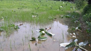 মনোহরদীতে যৌতুক না পেয়ে শ্বশুরের কলাবাগান কাটলো জামাই