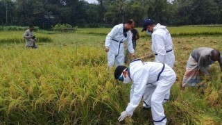 শিবপুরে ধানকাটায় শ্রমিকদেরকে উৎসাহ দিতে কাস্তে হাতে পুলিশ