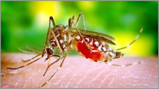 হাসপাতালে চিকিৎসাধীন ৩৭ ডেঙ্গু রোগীর ৩৬ জনই ঢাকা বিভাগের হাসপাতালে চিকিৎসাধীন ৩৭ ডেঙ্গু রোগীর ৩৬ জনই ঢাকা বিভাগের