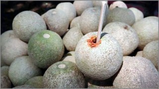 কর্মক্ষম থাকতে সাহায্য করে পুষ্টিগুণে সমৃদ্ধ কদবেল