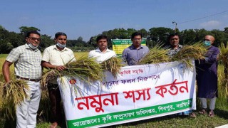 শিবপুরে রোপা আমন বিনা-১৭ চাষে সফলতা
