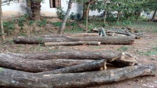 শিবপুরে কর্তৃপক্ষের অনুমতি ছাড়াই স্কুলের গাছ বিক্রির অভিযোগ