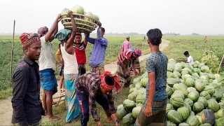 রায়পুরার চরে বাঙ্গির আশানুরূপ ফলনে কৃষকের মুখে হাসি
