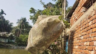 মাধবদীতে লিচুগাছে বিদ্যুৎ সংযোগ, বিদ্যুতায়িত হয়ে কিশোরের মৃত্যু