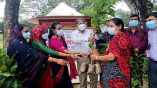 পলাশে শেখ কামালের জন্মদিনে গাছের চারা বিতরণ পলাশে শেখ কামালের জন্মদিনে গাছের চারা বিতরণ