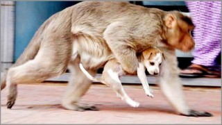 ভারতে বানর দলের প্রতিশোধ! এক গ্রামেই ২৫০ কুকুরকে হত্যা!