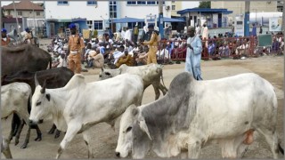 নাইজেরিয়ায় কৃষক ও পশুপালকদের মধ্যে সংঘর্ষে ৪৫ কৃষক নিহত