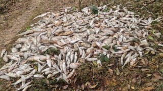 শিবপুরে বিষ প্রয়োগে পুকুরের কোটি টাকার মাছ নিধনের অভিযোগ