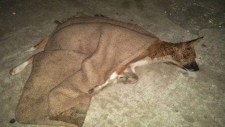 নরসিংদীতে ৯৯৯ এ ফোন করে এক কুকুরের প্রাণ বাঁচালো তিন শিক্ষার্থী