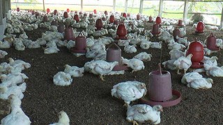 বেলাবতে করোনায় ক্ষতিগ্রস্ত খামারিরা পেলেন প্রধানমন্ত্রীর আর্থিক সহায়তা