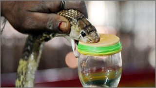 খুলনায় ১০০ কোটি টাকার সাপের বিষ উদ্ধার খুলনায় ১০০ কোটি টাকার সাপের বিষ উদ্ধার
