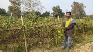 সিম বাগানের সঙ্গে এ কেমন শত্রুতা!