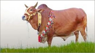 যেভাবে পরিস্কার করবেন পশু কুরবানির স্থান