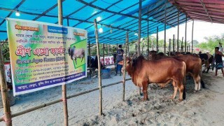 শহরতলীতে গরু বিক্রয় কেন্দ্র খুললেন চরাঞ্চলের খামারী