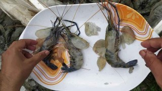 নরসিংদীতে মানবদেহের জন্য ক্ষতিকর বিষাক্ত জেলিযুক্ত চিংড়ি মাছ জব্দ