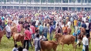 নরসিংদীর অস্থায়ী পশুর হাটগুলোতে উপেক্ষিত স্বাস্থ্যবিধি নরসিংদীর অস্থায়ী পশুর হাটগুলোতে উপেক্ষিত স্বাস্থ্যবিধি