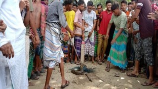 নরসিংদীতে জালে আটকা পড়লো ৭ ফুট লম্বা অজগর