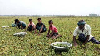 রায়পুরার চরাঞ্চলে কৃষিকাজে করোনায় ফেরা প্রবাসীরা 