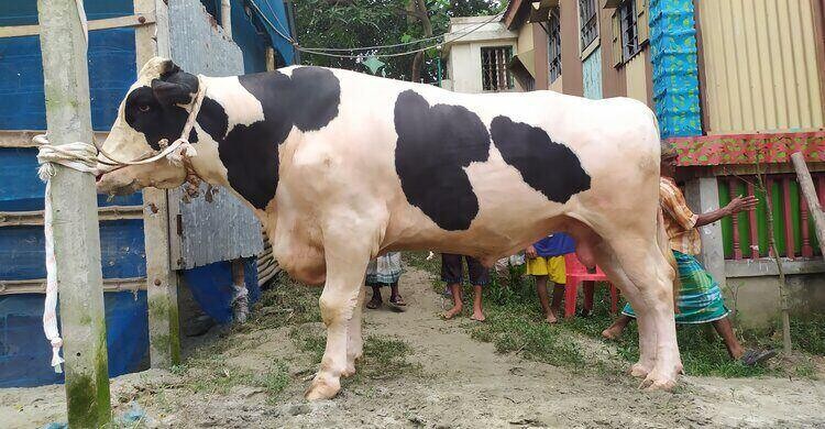 নজরপুরের পালোয়ান ১৩ লাখ ও শেরখান ১২ লাখ টাকায় বিক্রির আশা