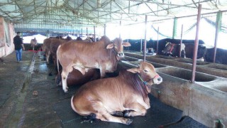 নরসিংদীতে চাহিদার চেয়েও বেশি কোরবানির পশু প্রস্তুত