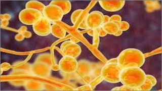 ভারতে এবার ধরা পড়েছে 'ইয়েলো ফ্যাঙ্গাসে'র সংক্রমণ!