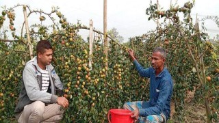 শিবপুরে কাশ্মীরি আপেল কুল বড়ই চাষে সফলতা