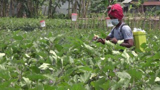 কীটনাশকেও দমন হচ্ছে না পোকা, ক্ষতির মুখে সবজি চাষীরা