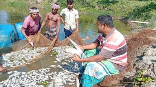 শিবপুরে বিষ দিয়ে পুকুরের মাছ নিধনের অভিযোগ শিবপুরে বিষ দিয়ে পুকুরের মাছ নিধনের অভিযোগ