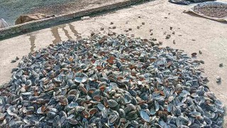 বিদ্যালয় ঘেষে মাছের খাদ্য তৈরির কারখানা, দুর্গন্ধে অতিষ্ঠ শিক্ষক-শিক্ষার্থীরা বিদ্যালয় ঘেষে মাছের খাদ্য তৈরির কারখানা, দুর্গন্ধে অতিষ্ঠ শিক্ষক-শিক্ষার্থীরা