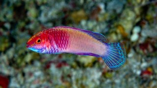 বয়স বাড়লে পুরুষ থেকে নারী হয় যেই মাছ বয়স বাড়লে পুরুষ থেকে নারী হয় যেই মাছ