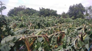 ঘূর্ণিঝড় সিত্রাং: নরসিংদীতে কলাবাগানসহ ফসলের ব্যাপক ক্ষয়ক্ষতি ঘূর্ণিঝড় সিত্রাং: নরসিংদীতে কলাবাগানসহ ফসলের ব্যাপক ক্ষয়ক্ষতি