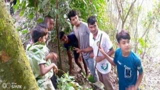 রায়পুরায় সড়কের পাশে তালের চারা ও বীজ রোপন রায়পুরায় সড়কের পাশে তালের চারা ও বীজ রোপন