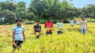 পলাশে কৃষকের ধান কেটে দিল ছাত্রলীগ