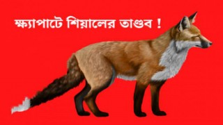 শিবপুরে শিয়ালের আক্রমণে ১৮ জন আহত শিবপুরে শিয়ালের আক্রমণে ১৮ জন আহত