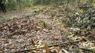 রায়পুরায় জমি দখল করে গাছ কাটার অভিযোগ রায়পুরায় জমি দখল করে গাছ কাটার অভিযোগ