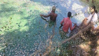 পলাশে পুকুরে বিষ প্রয়োগে প্রায় বিশ লাখ টাকার মাছ মেরে ফেলার অভিযোগ