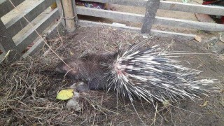 রায়পুরায় মেঘনা নদী থেকে বিলুপ্ত প্রজাতির সজারু উদ্ধারের পর বনে অবমুক্ত