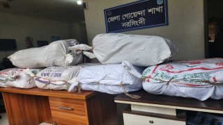 শিবপুরে লটকন বাগানে মিলল ৯৬ কেজি গাঁজা শিবপুরে লটকন বাগানে মিলল ৯৬ কেজি গাঁজা