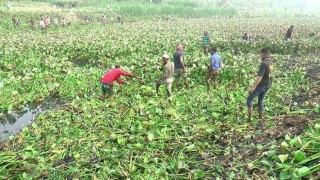 হাড়িধোয়া নদীর কচুরিপানা অপসারণ শুরু 