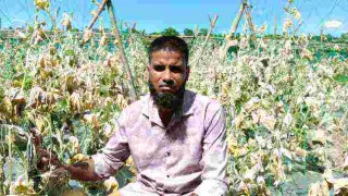 আগাছানাশক ওষুধ ছিটিয়ে কৃষকের সবজি ক্ষেত নষ্ট  করল দুর্বৃত্তরা  আগাছানাশক ওষুধ ছিটিয়ে কৃষকের সবজি ক্ষেত নষ্ট  করল দুর্বৃত্তরা