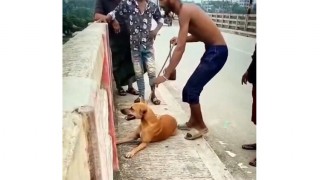 নরসিংদীতে কুকুরের গলায় ইট বেঁধে নদীতে নিক্ষেপ, যুবক আটক